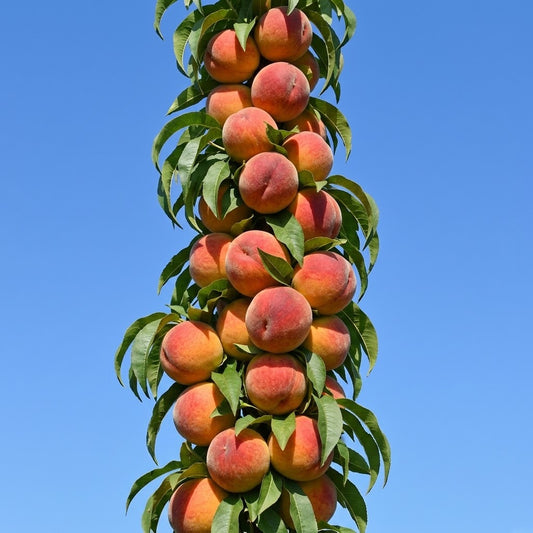 Piersic Columnar